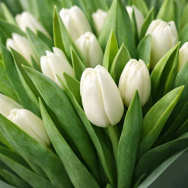  Ласковый взгляд- букет из белых тюльпанов